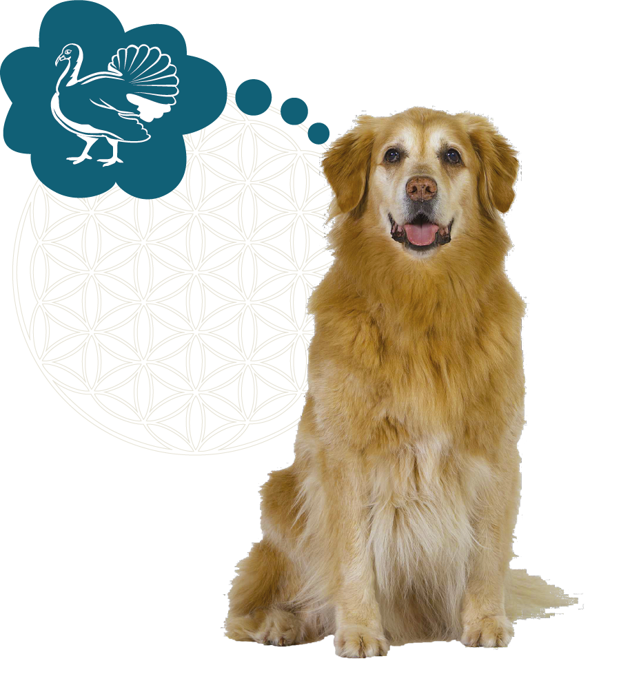 Hond stephanie + icoon kalkoen