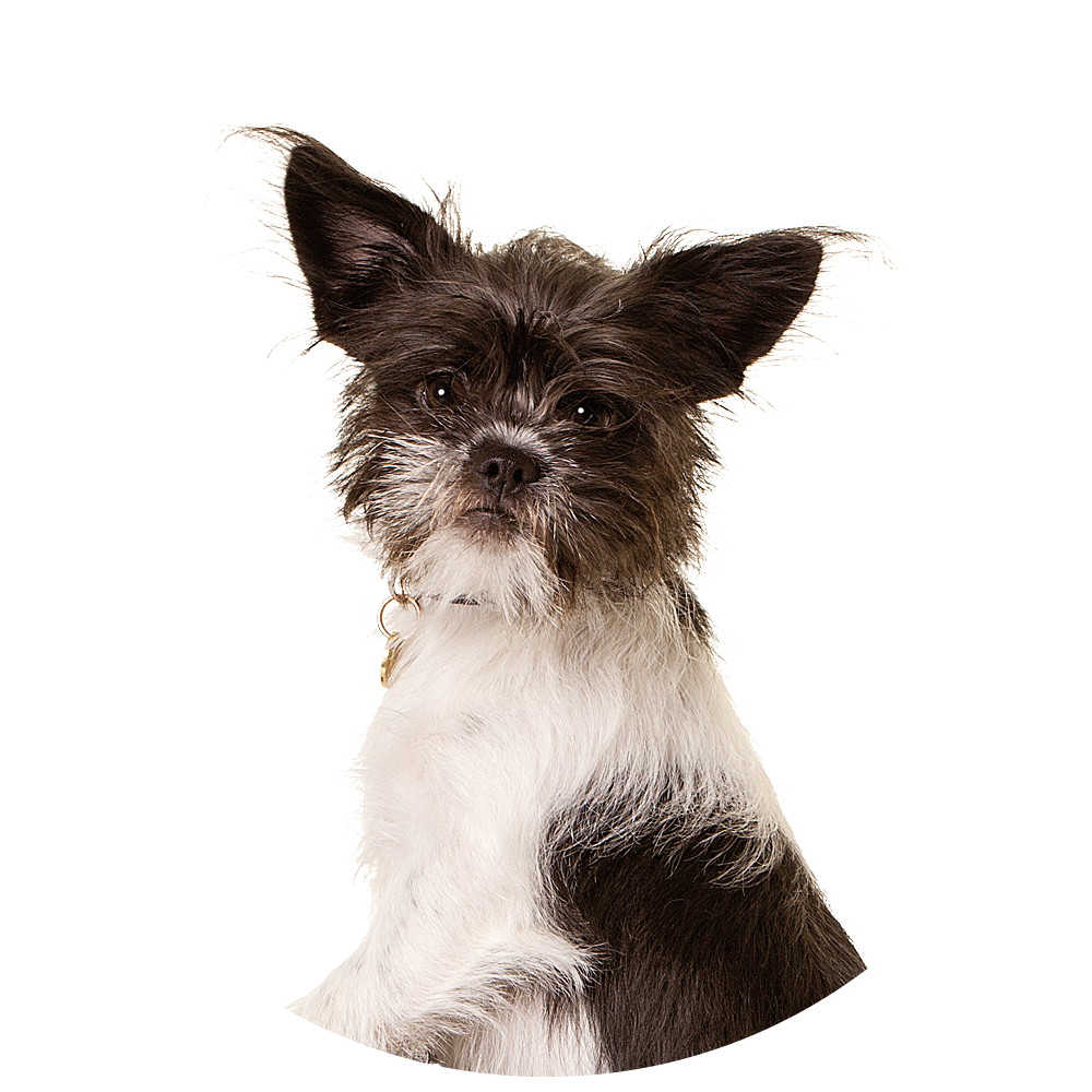 Cirkel + hond Paul